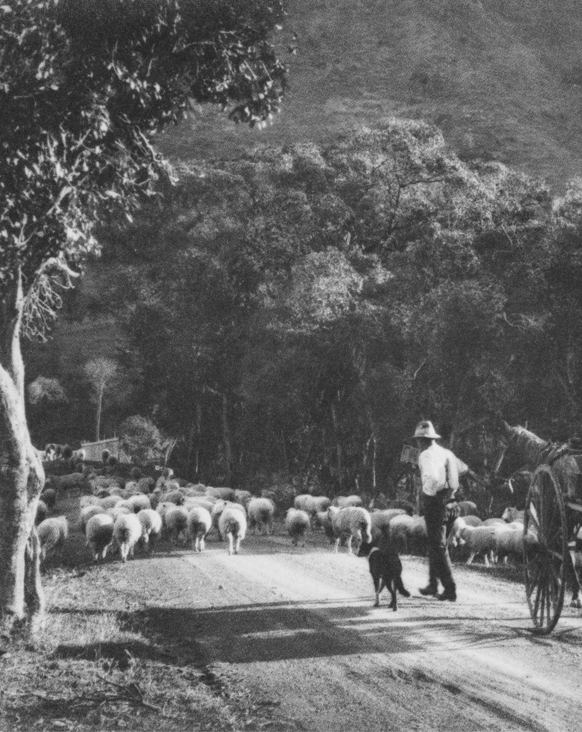 The history of wool: from a sheep's fleece to one of the most refined fibres in fashion