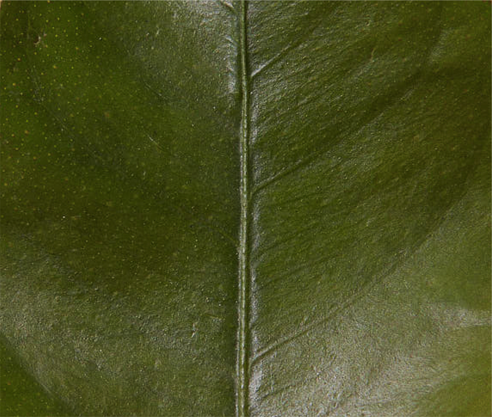 green leaf