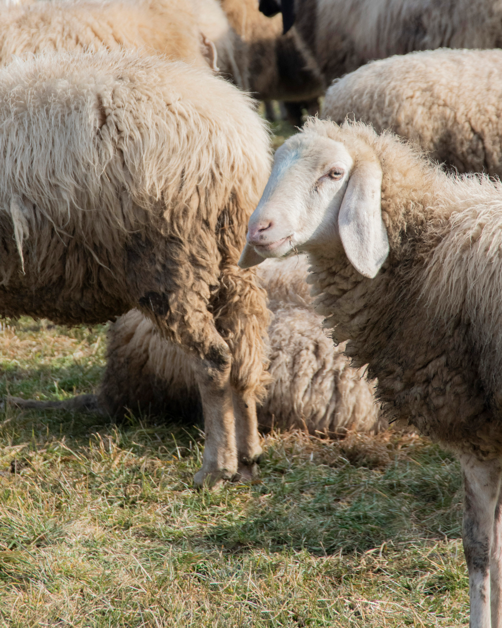 Why is wool a more responsible choice?