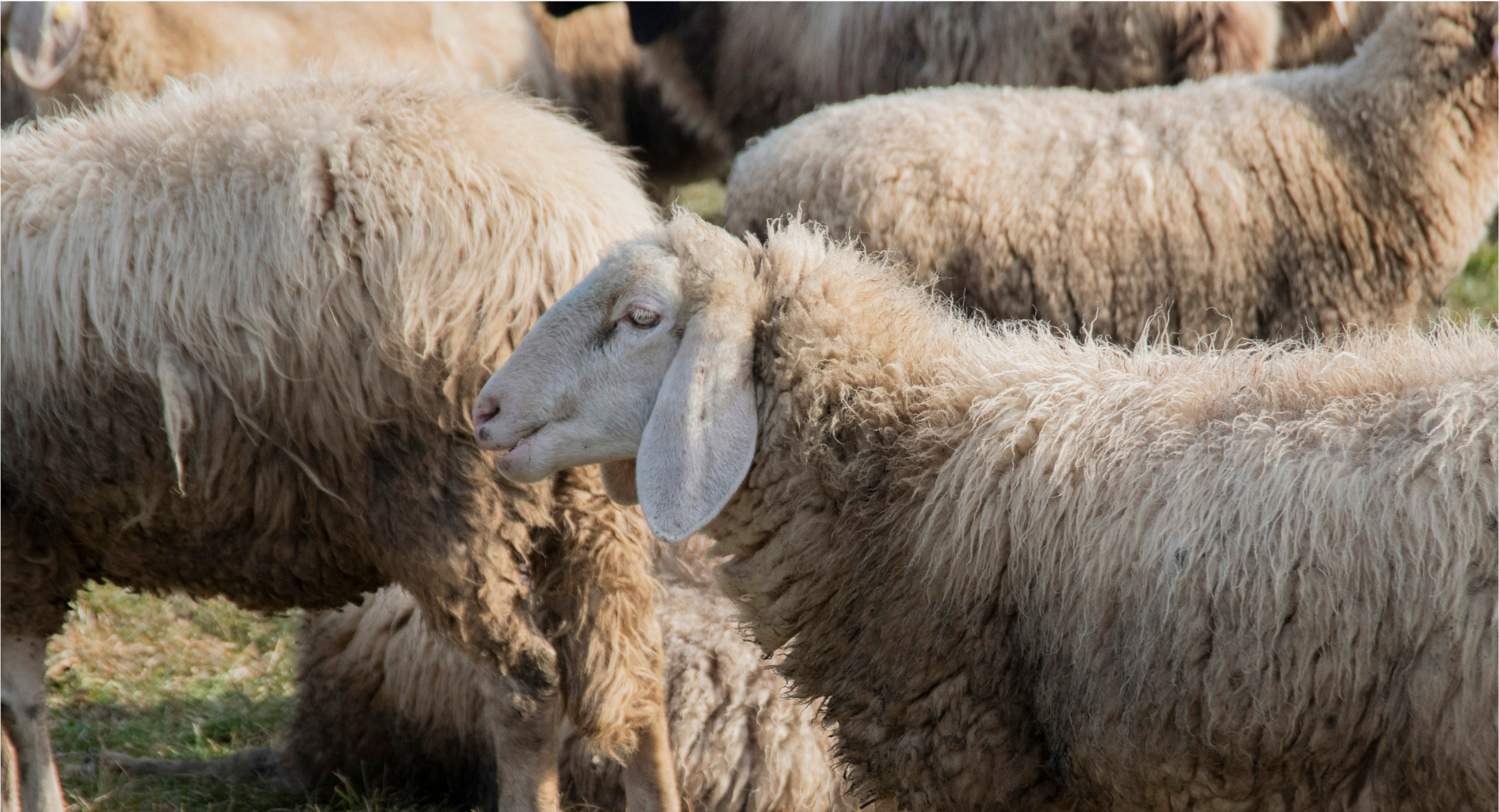 Why is wool a more responsible choice?